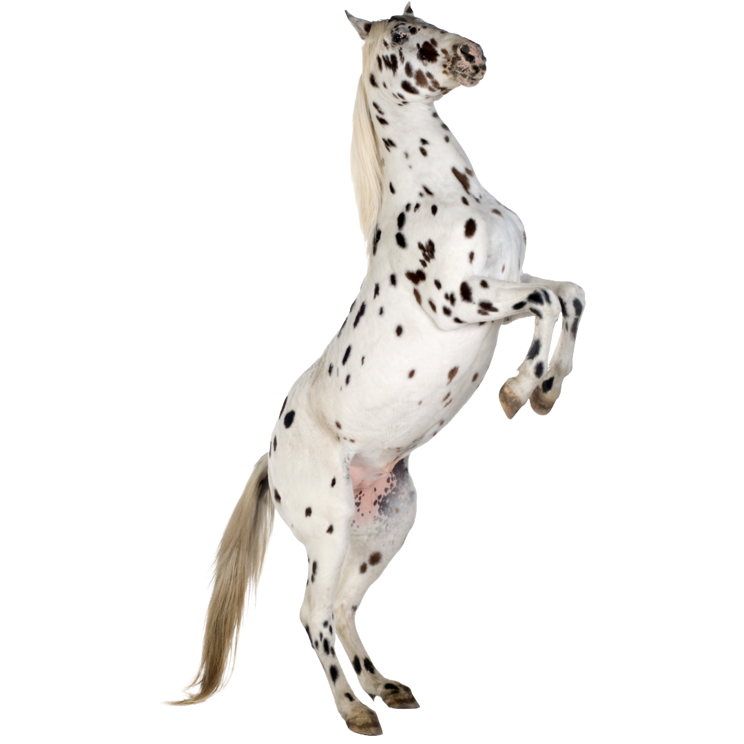 Spotted horse rearing on hind legs, representing step one: Spot your match